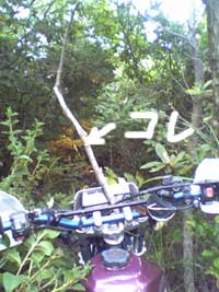 No.001143�@�g���b�L���O�ɃN���̑����|�[��